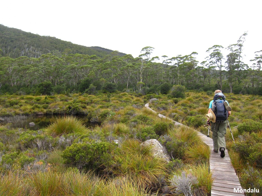 Tarn Shelf - Mt Field